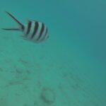 Seychelles 2017
